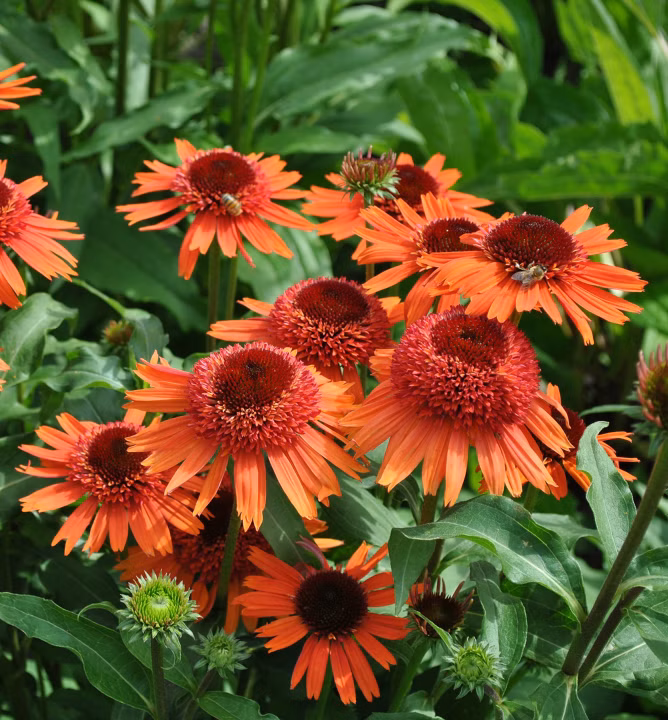 f37fb462537d11be4ddb249fe6664c6b