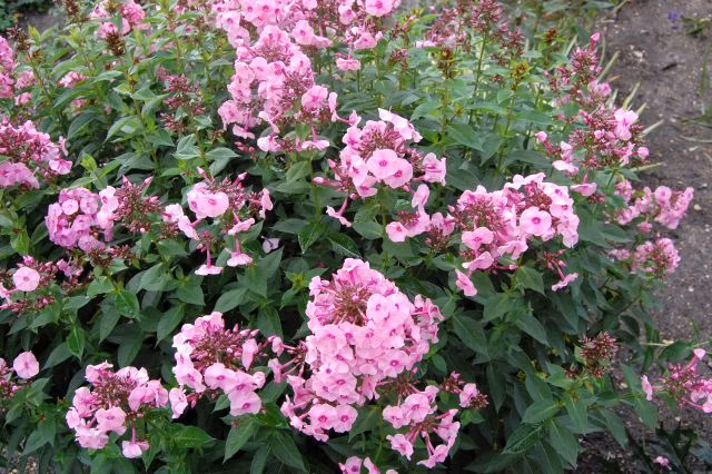 f3f7dde6e4c14a16c59fbd248928633f