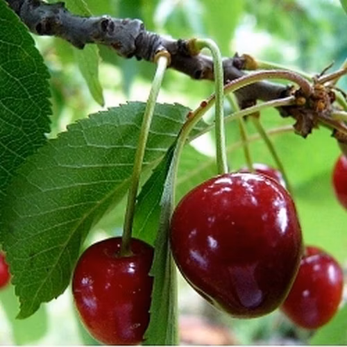 f42b633a16c55278d3c1ab5351ce4fb8