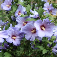 f42bfbf9bb9b4dfa8743e3114bf2b6ef