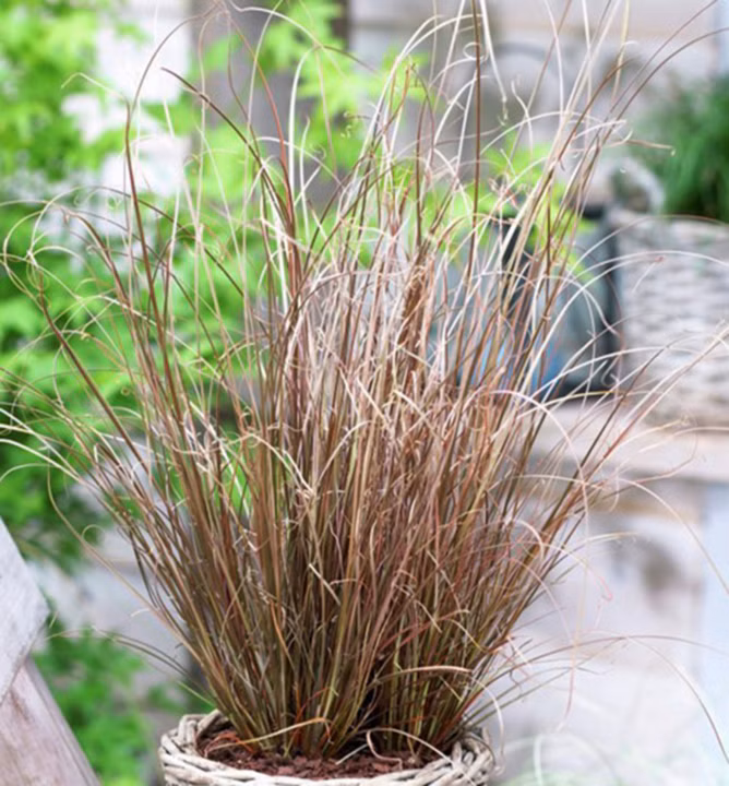 f4320cf26581c8a08e86412f6d9d7c7e