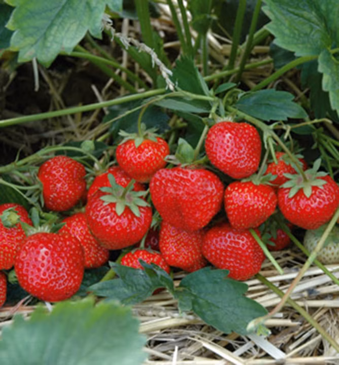 f43c3b3d3ae3b6d1b9a53e2ef40ea7c3