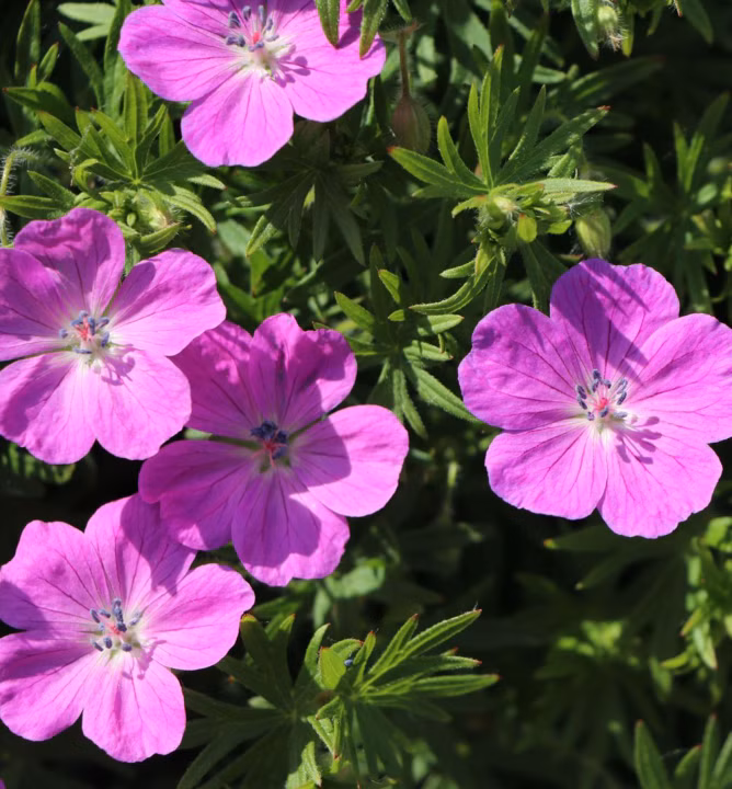 f44d5daef15eff9a8bf5ee1549000347