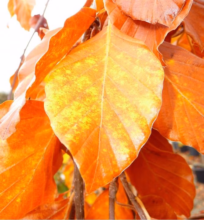 f4635beeec3f8be287e9fac4abba5699