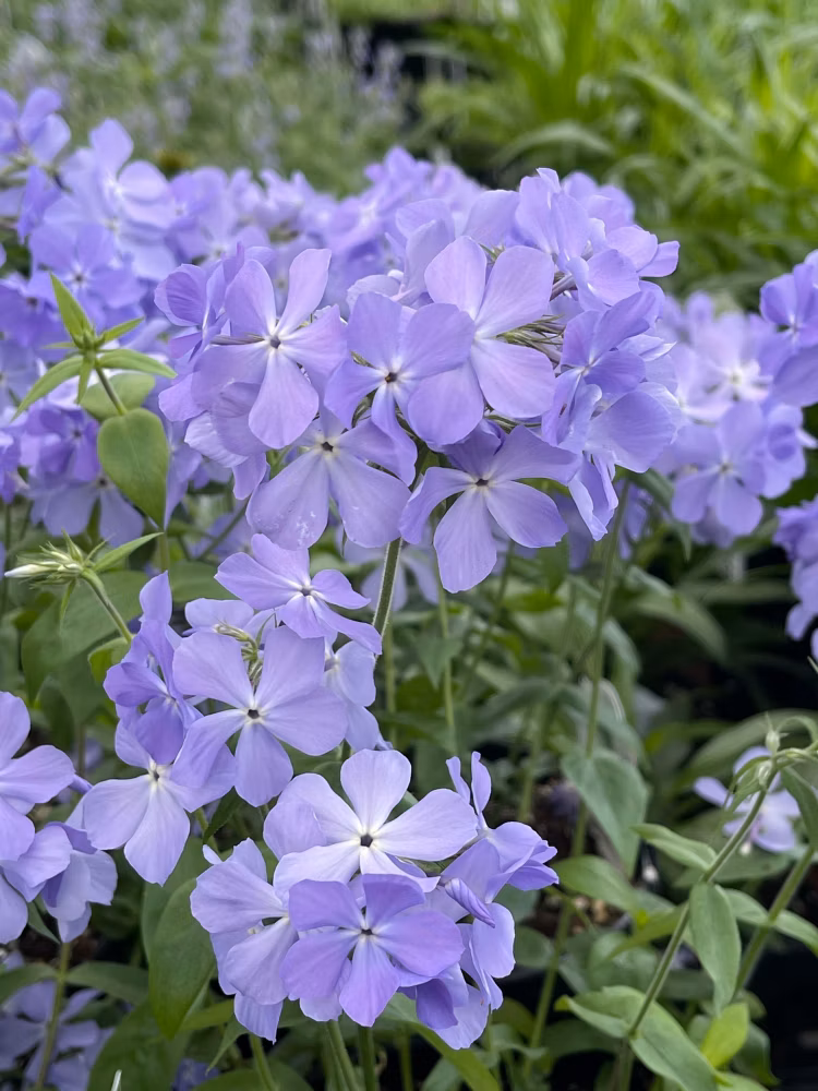 f4bf3c36bb73f9f88a5f7ba261142a60