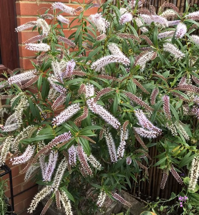 f50f6cf58a51050ac00c57f09b2cf22c