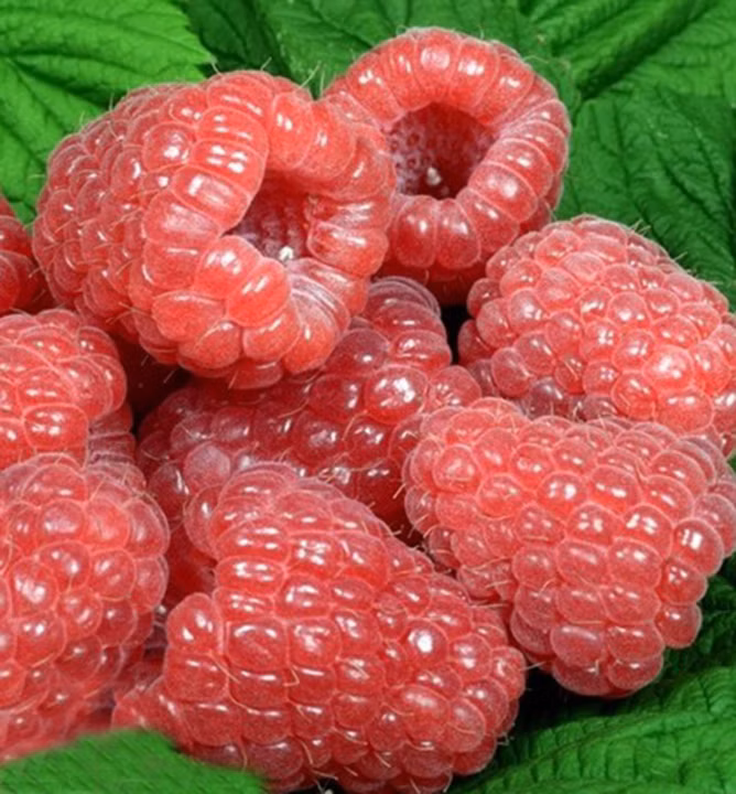 f52c32f1619e9292ea6e4d08278c4c57