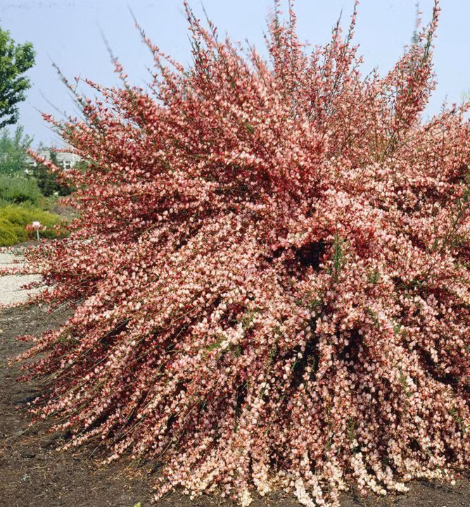 f52ed1ffc91011373b2e0433e6ecb237