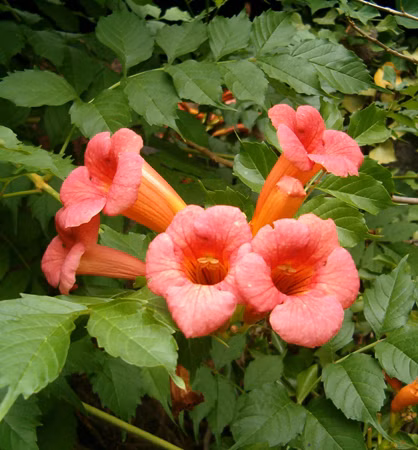 f530c538f61e8ce03534e99be6ffc56b