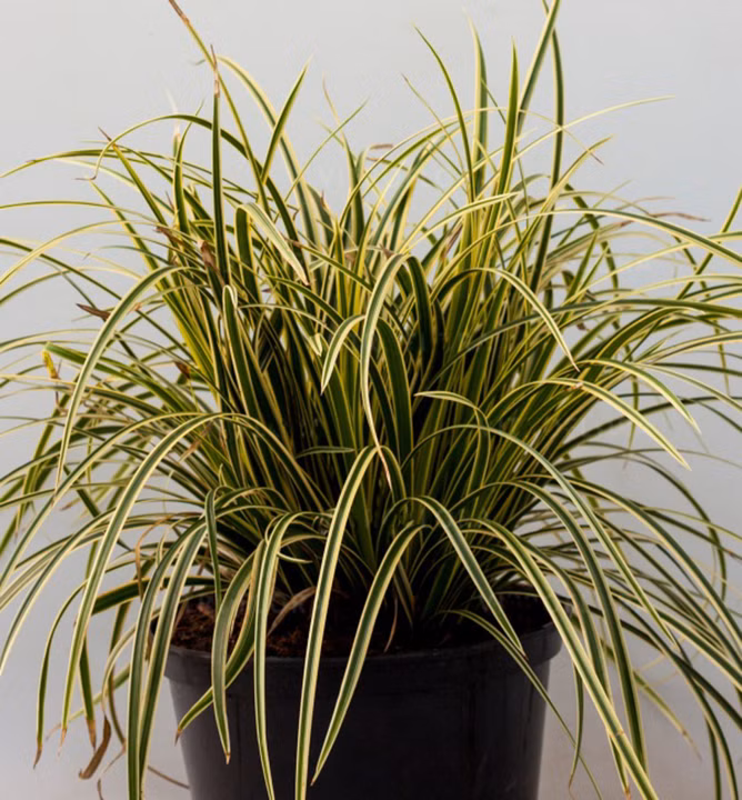 f5610977b2641f4023470091712aab41