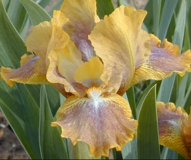 f5cc079a85dde4a7164908aeef79b78e