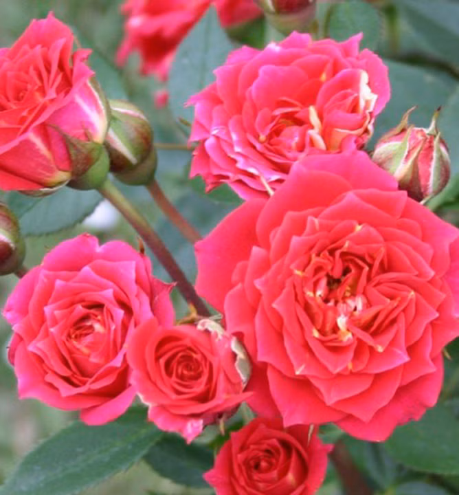 f5eac393cb080d4a74807ddde134421e