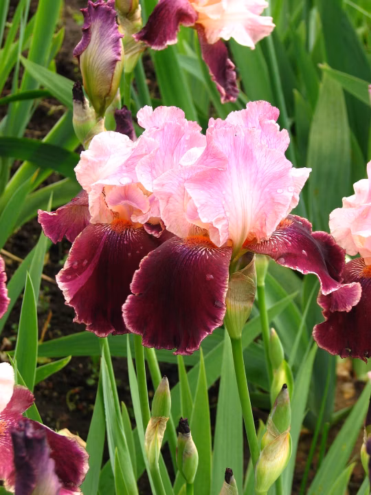 f60730815ca3bfa0a7eca9ae9287b02e