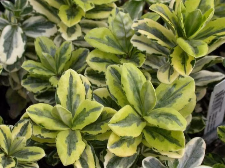 f62f49adf34552098e7f5ed2d5ed5eb6