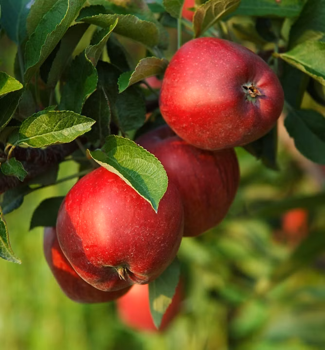 f64ca5d410bbdc97b7c76efeeca6e3a9