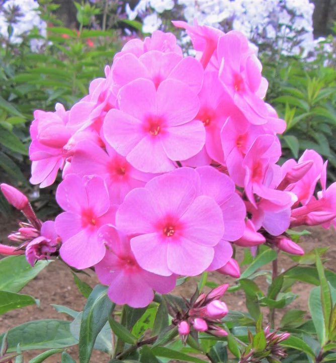 f658361e58f3a653114e01ce727f3855