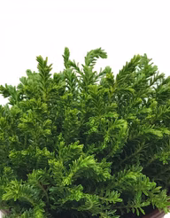 f66974293207e95e3591e2523030d3c4