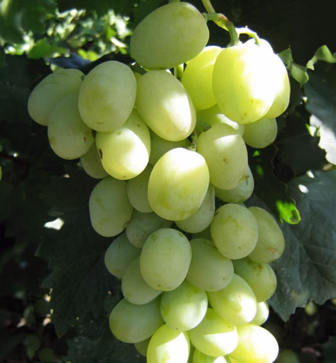 f66985b7477e399b64c6b83d8e622150