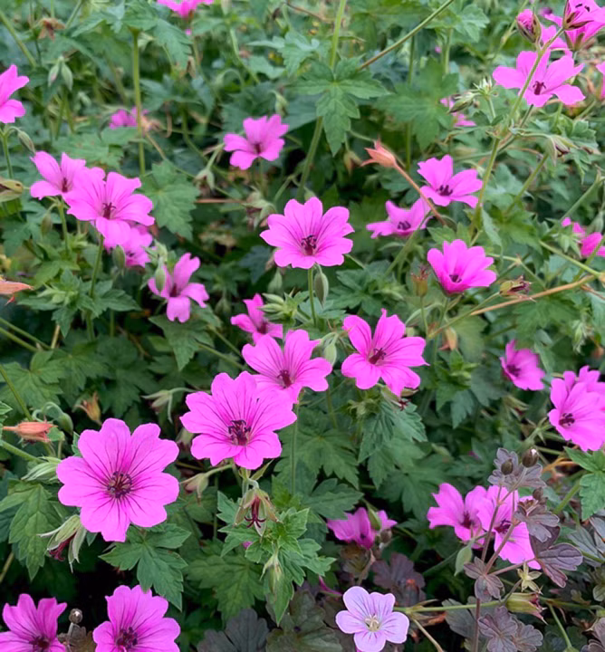 f6e7a1c766edc597565fb8d5c8cdb9ba