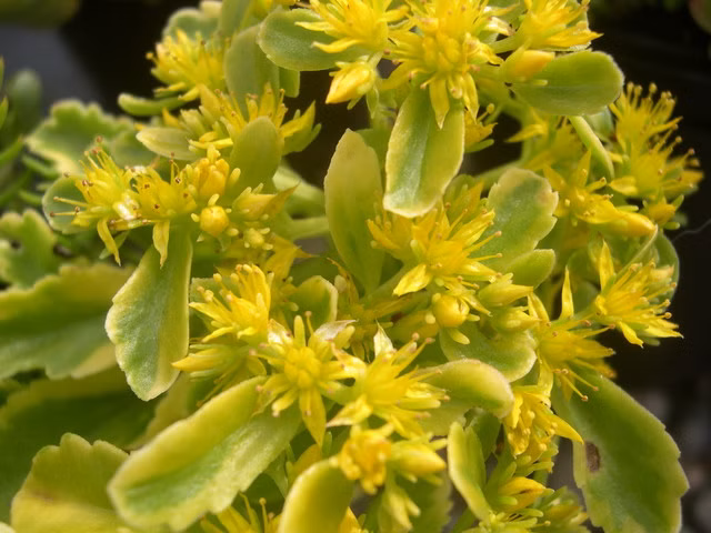 f737ae5edce7a116a7569213d31206d7