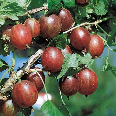 f751f874aaf6029fc18405e43ac417d2