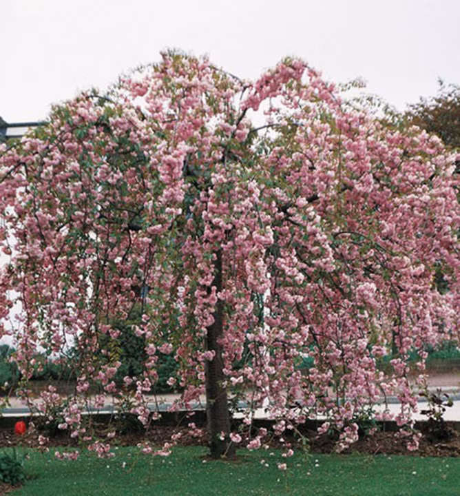 f765745419c5efa21d5a9f0579c7ce95