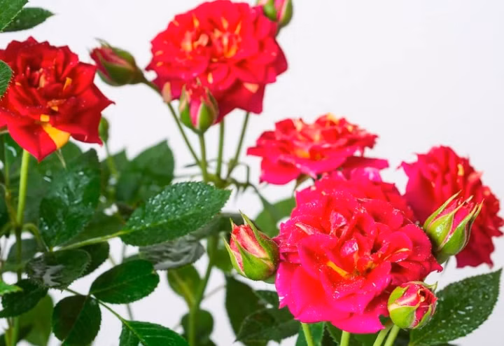 f76e6ee8d905b9925fde5d456c617fee