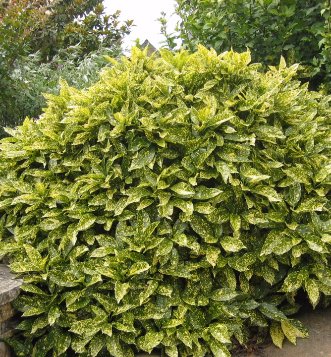 f793a5b7c279b9ff79983784154dbf13