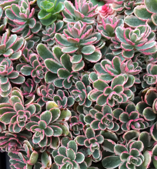 f8bb5d4eaa512ec50ffc8c9019862e9f