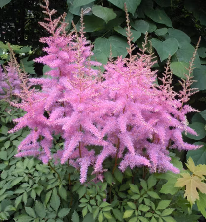 f8c1b42e9f9e3662581f20aa131b799e