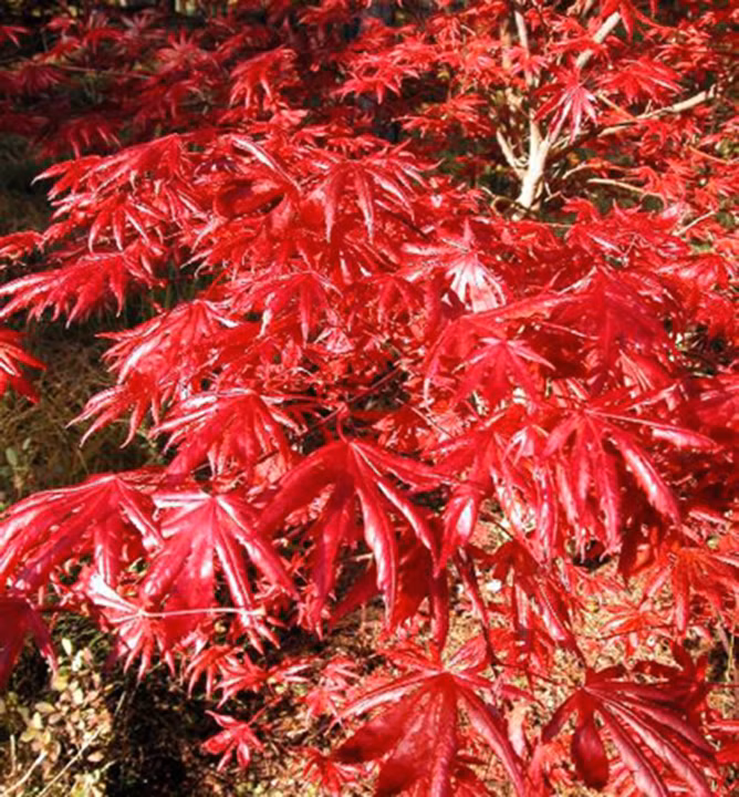 f8e2b27f9584bc189ff61013c75ab334