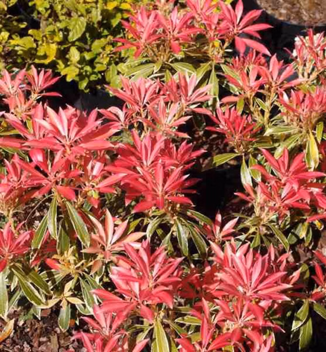 f90a06159ad5e11c6455bfd90d9cd626