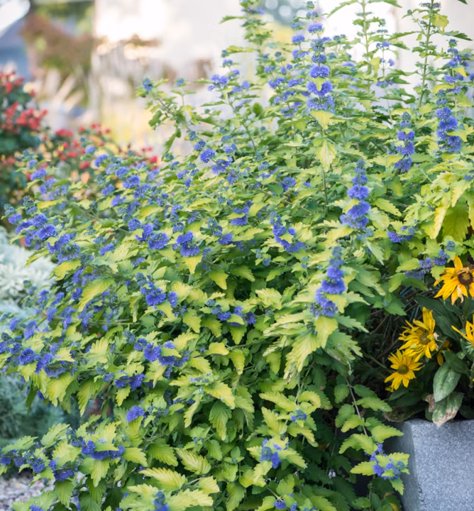 f976f26542e2e0072d2861304baf4b4a