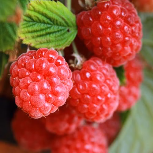 f985b344027777b1f33bd0f8f90de8e0