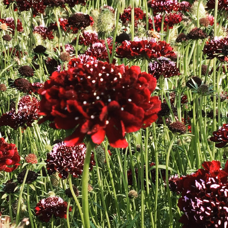 f99c591741c6b9c53a06c8937bca4a1e