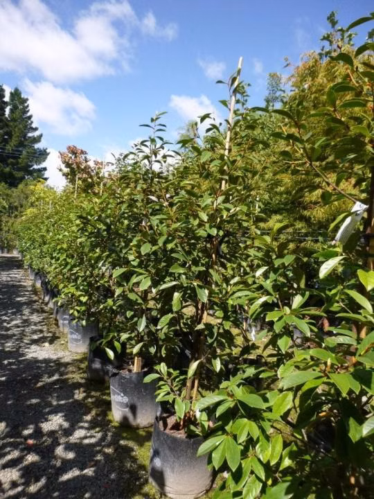 f9b945d6364038ca19b61b52df324de7