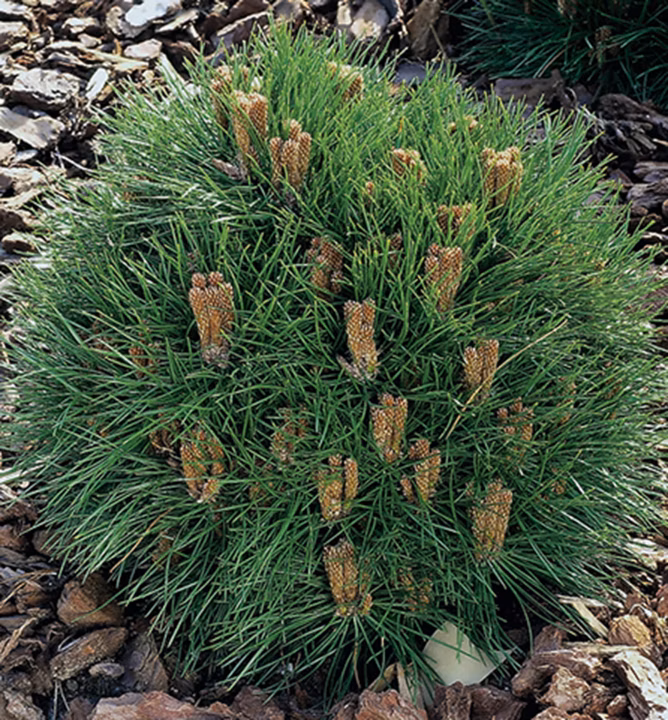 f9c4c28fc37953c66dd1f599222c527e