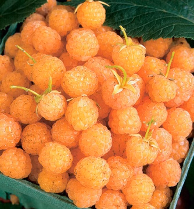 fa1bc4a6ee80926c1c83822321b07562