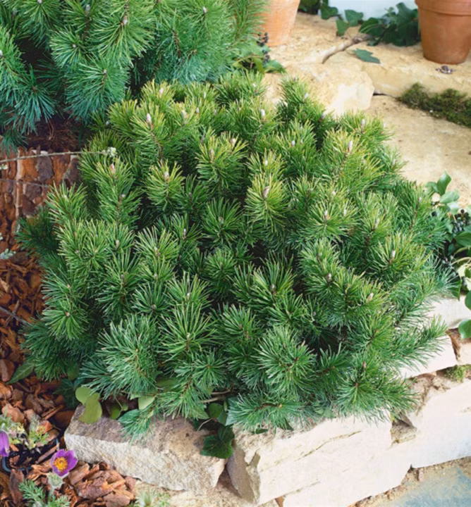 fa78b12db14696cd82f3de5bd7c3d8ab