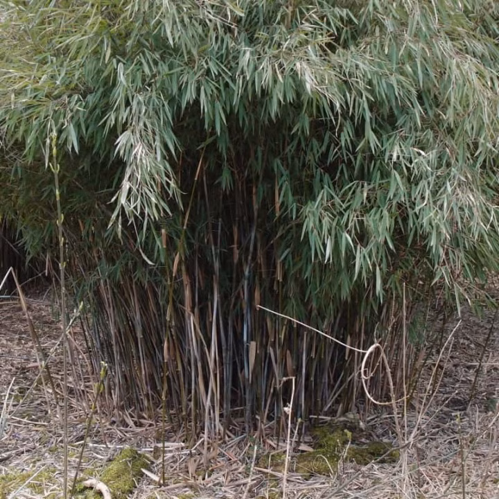 fa7f476f46481b6e7504516808946ae1