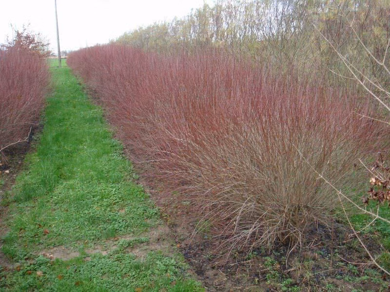 fa9d5c701e191fc5066b78e5883b2525