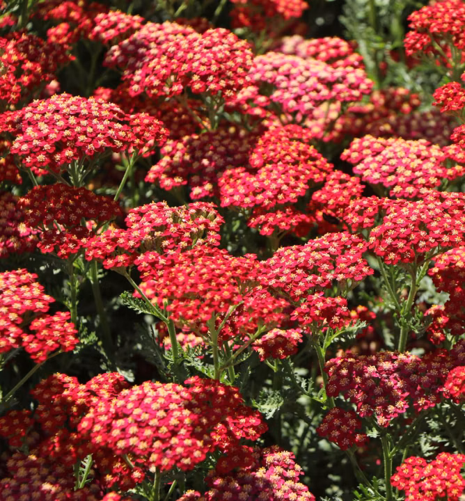 faad9e845a40728e8704738c39d2b68e