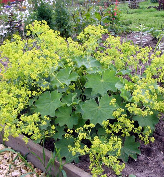 fad450d9ce47b92ba1786b9d99ddee8e