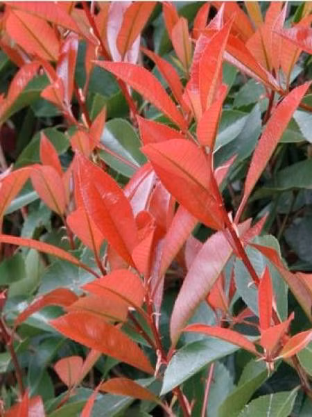 fb19af31b166aa29e26a3b8feafdc5aa