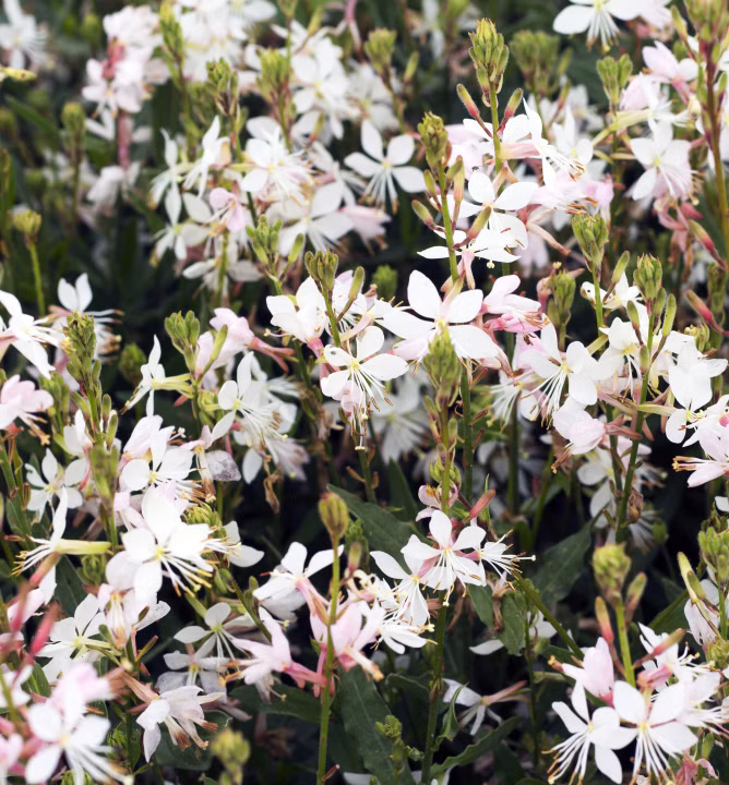 fb3c42e1392aefb3dc2cbcd0df2aadd9