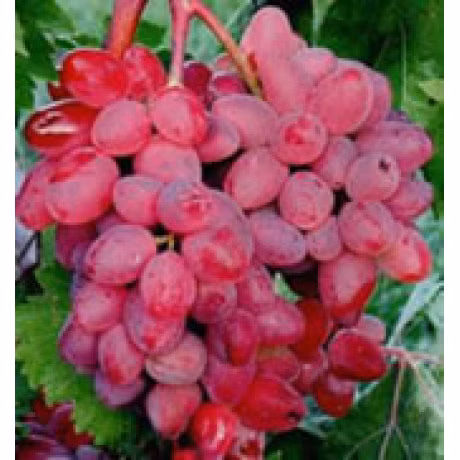 fb4dcba85df535c41f65b8a6deee228f