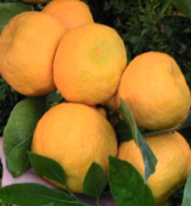 fb6880f657d38577ac2355c89196377a