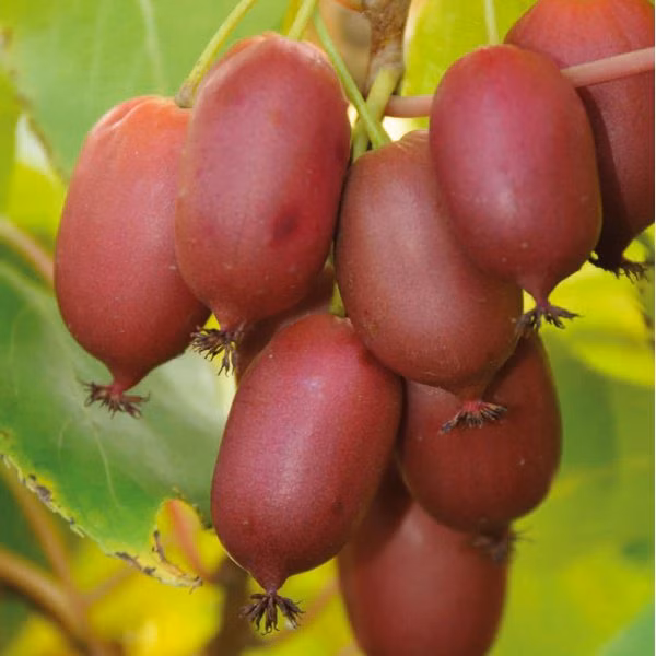 fb7ff920e465bc291e9ea0a60b602eac