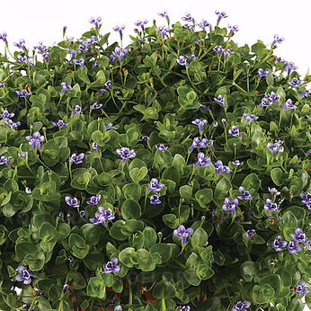 fb8c1bb80601cbbb2dea0a77f35728f5