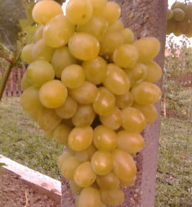 fbe7769589f37b80597b6c826e30e4dc